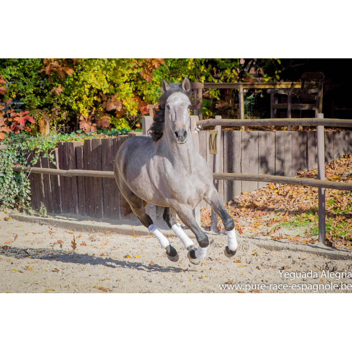 Hongre Dressage Allemagne