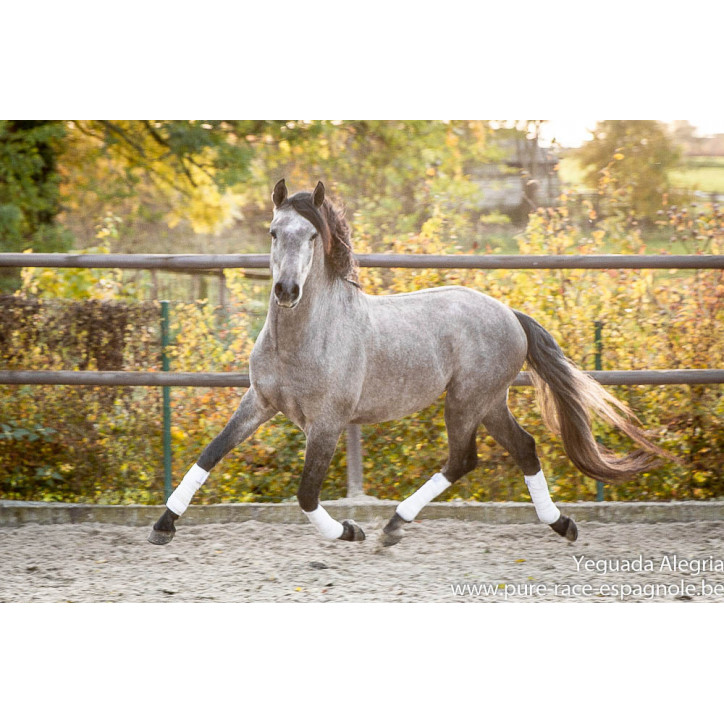 Hongre Dressage Allemagne