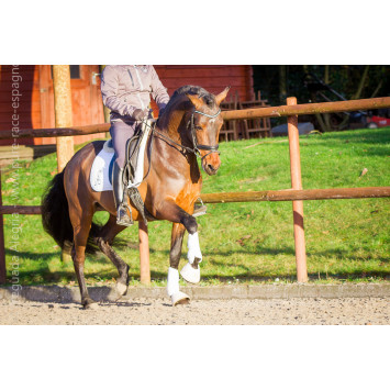 Jeune cheval concours DR Pays Bas