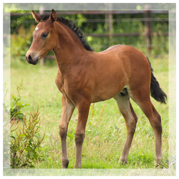 Jeune cheval concours DR Pays Bas