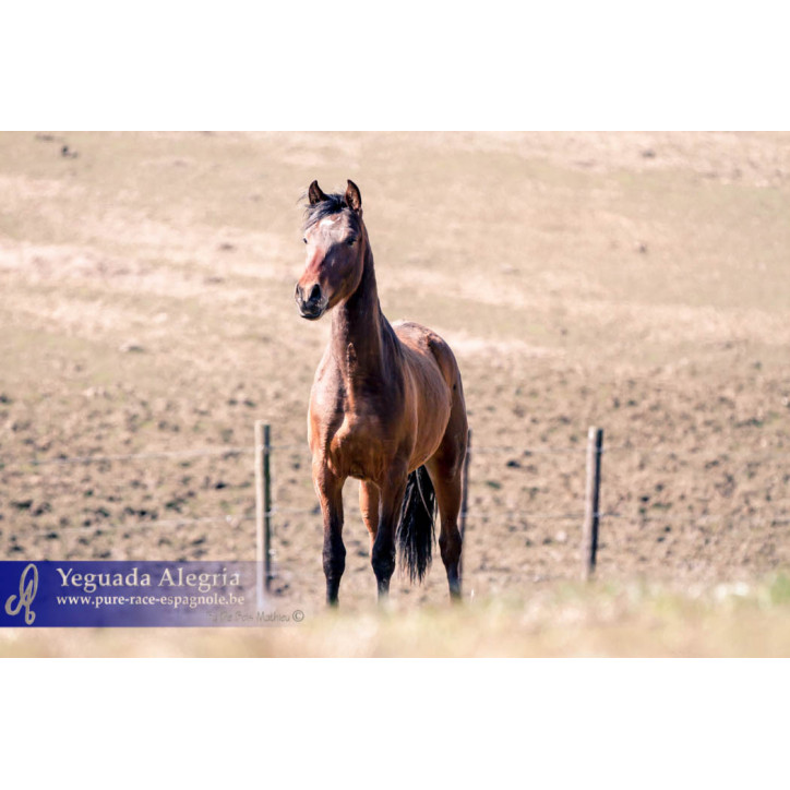 Jeune cheval concours DR Pays Bas