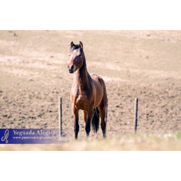 Jeune cheval concours DR Pays Bas