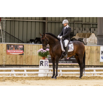 Étalon dressage