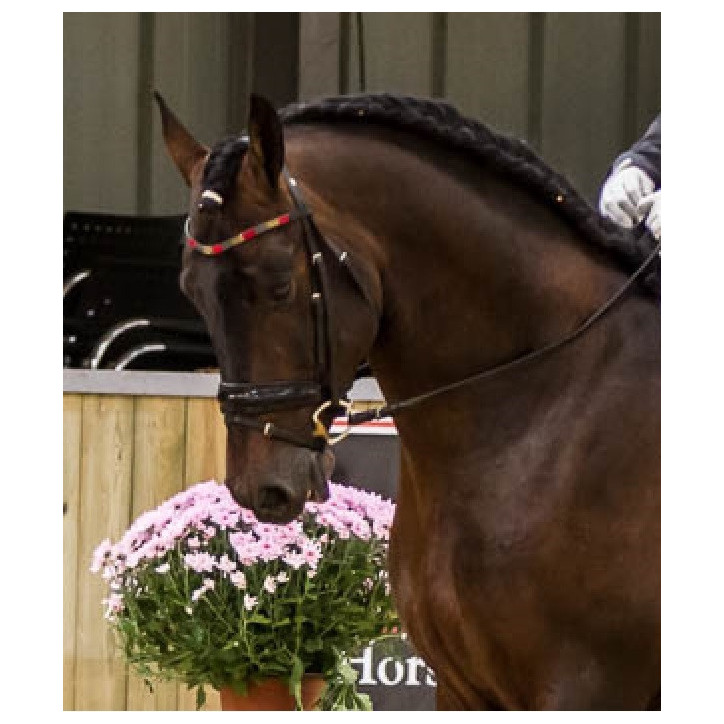 Étalon dressage