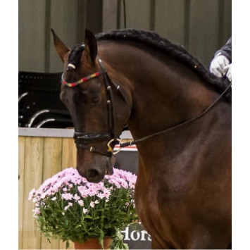 Étalon dressage