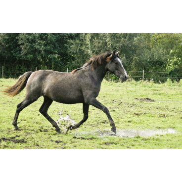 Jument dressage