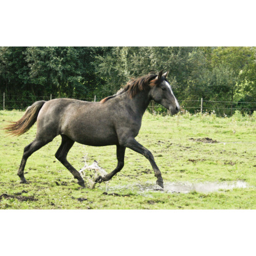 Jument dressage