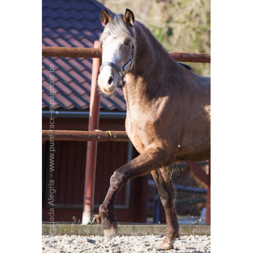 Etalon de 3 ans