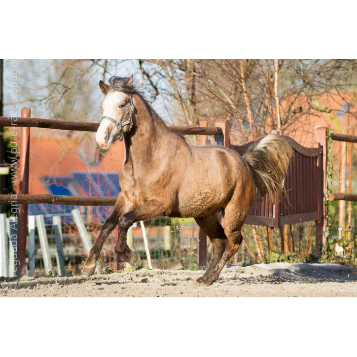 Etalon de 3 ans