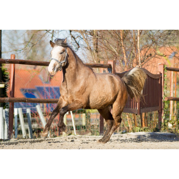 Etalon de 3 ans