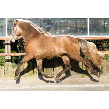 Etalon de 3 ans