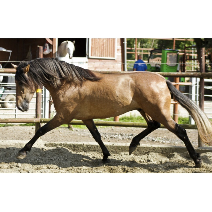 Belgique: Hongre 6 ans