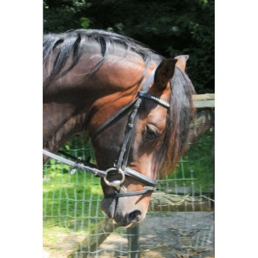 Cheval de Concours « Belgique »