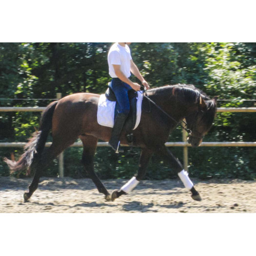 Cheval de Concours « Belgique »