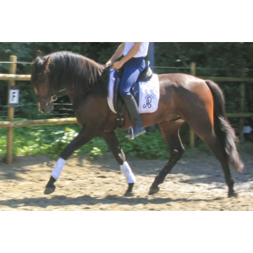 Cheval de Concours « Belgique »