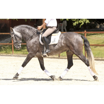 Cheval de concours et loisir Belgique