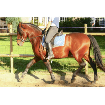 Cheval de loisir « France »