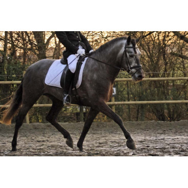 MCI jeune chevaux « belgique »