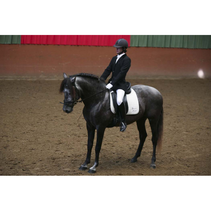 MCI jeune chevaux « belgique »