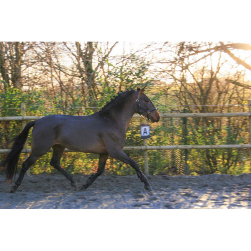 MCI jeune chevaux « Luxembourg »