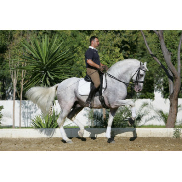 Vainqueur Jeune chevaux, Niveau M10 « Belgique »