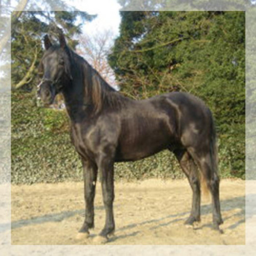 Cheval de Concours « Belgique »