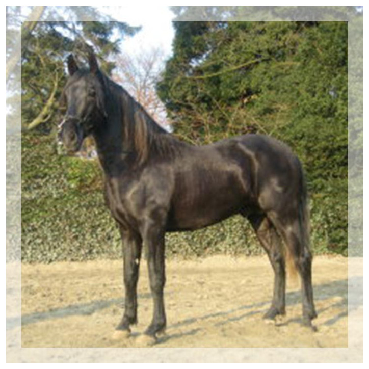 Cheval de Concours « Belgique »