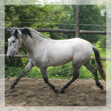 Cheval de Concours « Belgique »