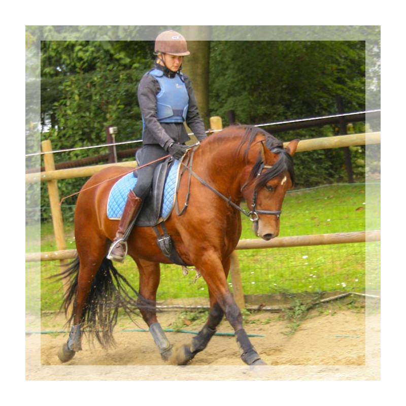 Cheval de loisir « Belgique »