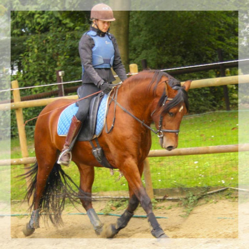 Cheval de loisir « Belgique »