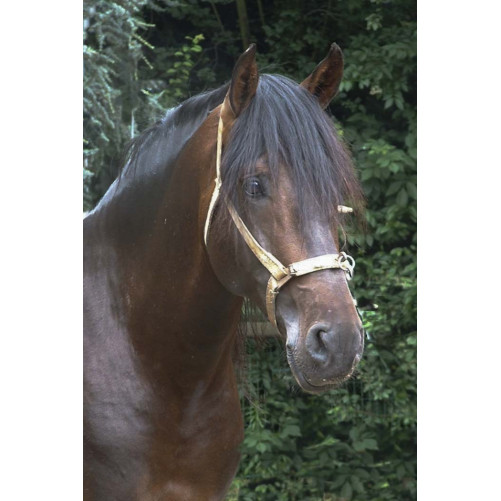 Final européenne jeune chevaux MCI, St-George, « Belgique »
