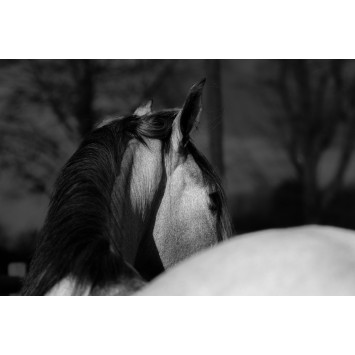 Étalon 2017 monté