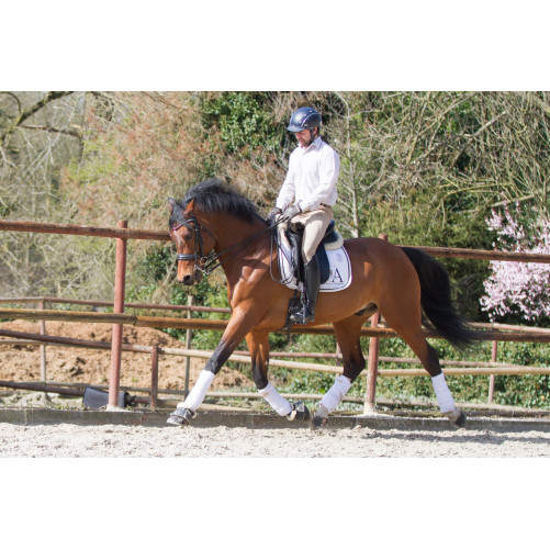 Hongre cavalier junior au Luxembourg