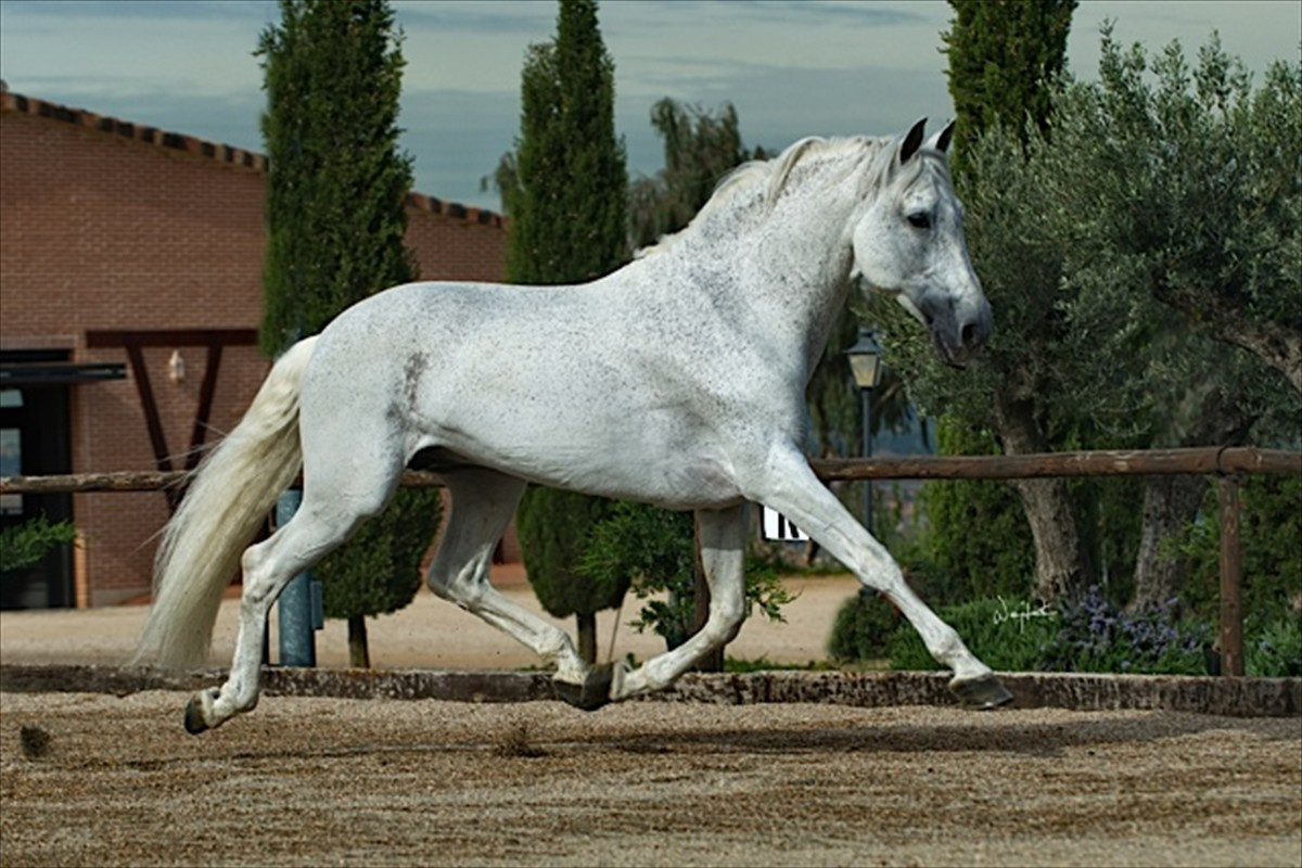 Dublon TR